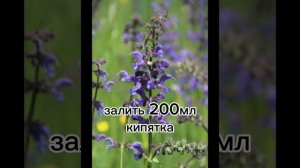 Шалфей для зачатия. В этом поможет супер ШАЛФЕЙ