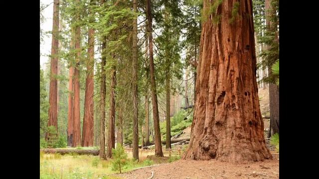 24/7 Russkie-Skazki Русские народные сказки Live Stream смотреть онлайн