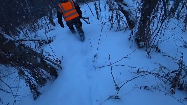 Загонная Охота на Лося 2021 с молодой рабочей собакой. смотреть онлайн