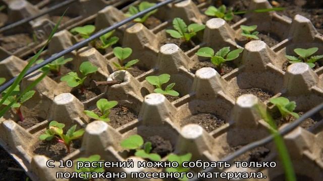 Нужно ли замачивать семена редиса перед посадкой