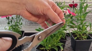 Черенкование гвоздики. Сад и огород своими руками.