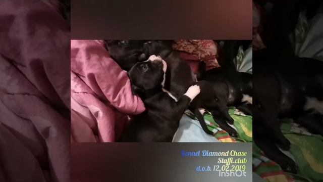 Продажа щенков Стаффордширского бультерьера смотреть онлайн