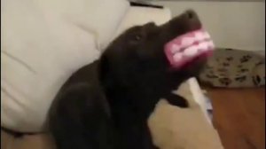 Собака воет с игрушкой пищалкой в зубах