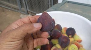 Инжир сорта Violette de Bordeaux