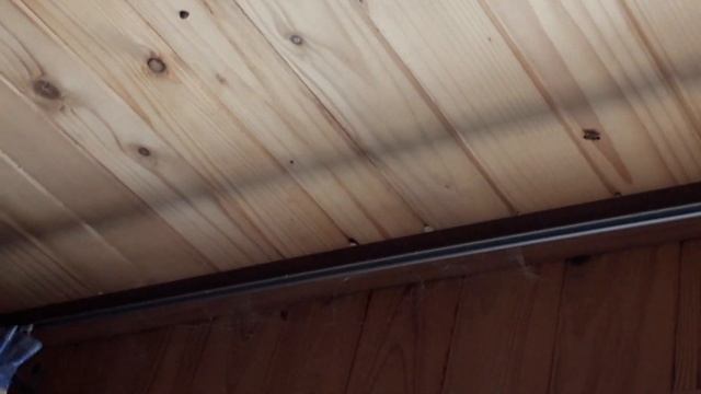 Божьи коровки в доме - прикольно смотреть онлайн