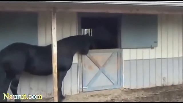 Самые смешные лошади Видео 2014 смотреть онлайн