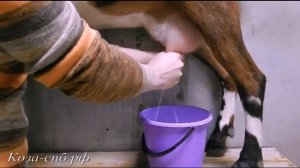 Нубийская коза Мэдис, доение.