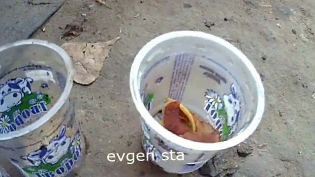 Вредители сада. Проволочник. Ловушки работают