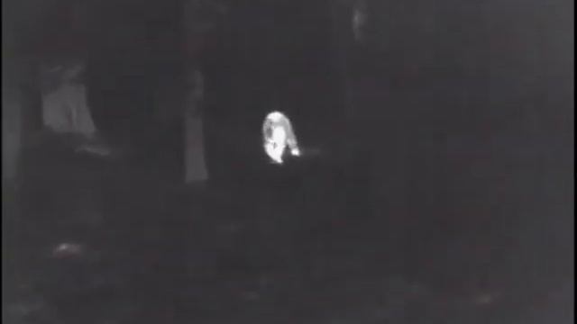 Охота на медведя с тепловизором смотреть онлайн