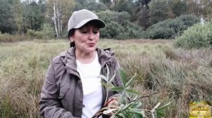САБЕЛЬНИК БОЛОТНЫЙ, часть #1