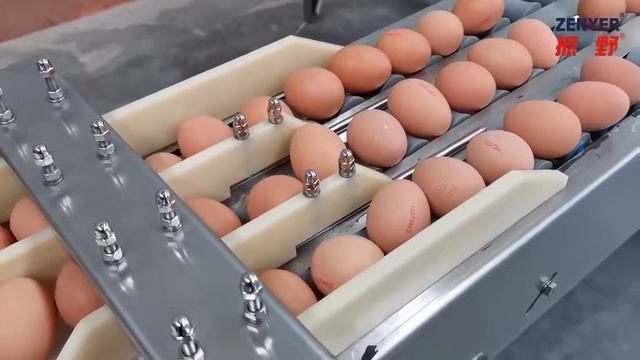 Машина для сортировки яиц ZENYER 5400 яиц в час смотреть онлайн