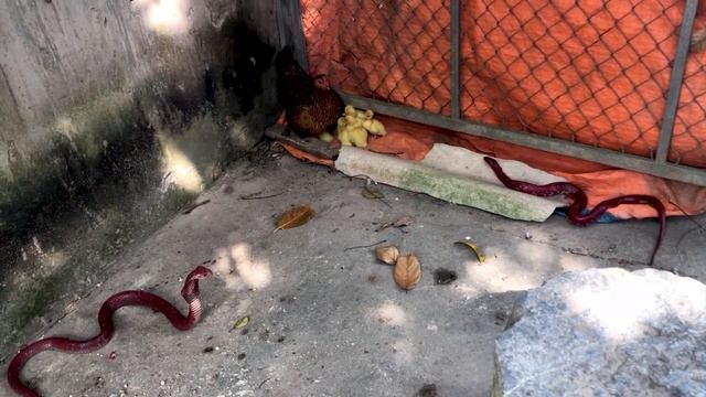 Две красные кобры нападают на курицу. смотреть онлайн