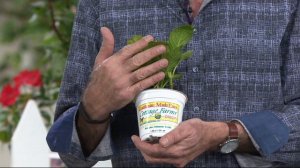 Cottage Farms 2-Piece Blue Eyed Baby Hydrangea on QVC