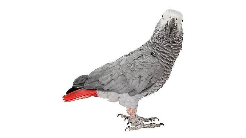 ЧуЖак Попугай Жако, Contents of Gray African parrots