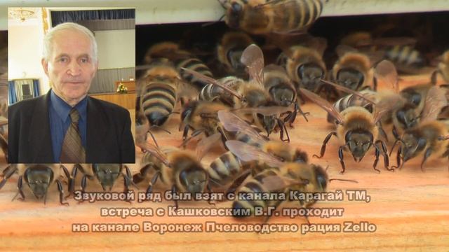 Профессор Кашковский про безвзяточный период у пчёл