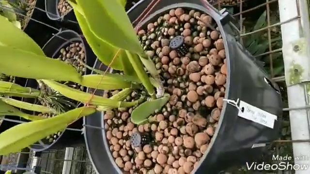 Cattleya dowiana aurea смотреть онлайн