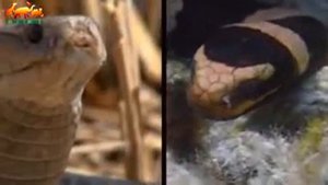 Самие Опасное жывотное в мире