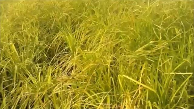 Best Perennials for Shade - Carex elata Aurea (Bowles Golden Sedge) смотреть онлайн