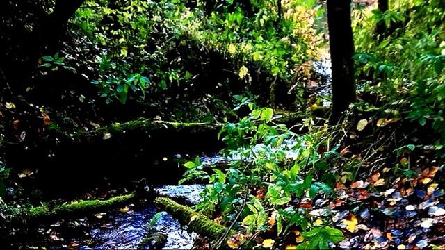 Б  Пастернак  После дождя #стихиобосени#поэтысеребряноговека