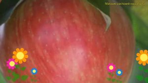 Яблоня. Краткий обзор, описание характеристик, где купить саженцы malus domestica Скала