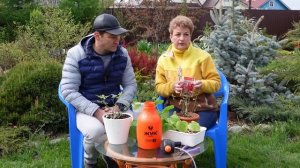 SOS - паутинный клещ - чем опрыскивать?