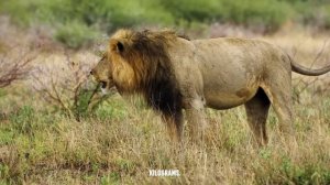 Even Lion Cant Survive A Komodo Dragon Attack