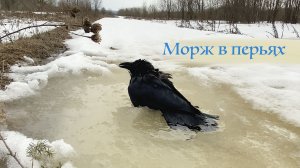 Гоша купается в луже и сушится у меня на плече!