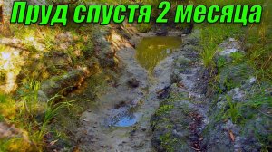 Мой пруд в деревне спустя 2 месяца!!!