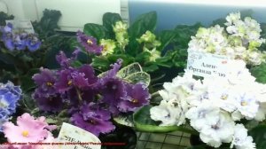 Юбилейная ВЫСТАВКА ФИАЛОК (Самарский ДОМ ФИАЛКИ)