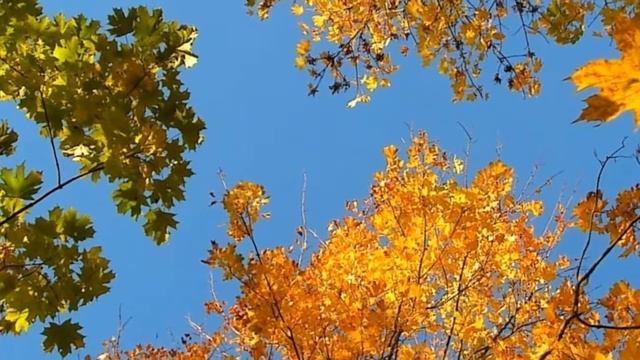 #Футаж|#Золотаяосень