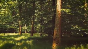 Весы в год Обезьяны - характер