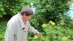 Калина обыкновенная сорта Бульденеж или Снежный шар