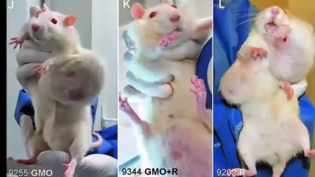 Maltrato Animal смотреть онлайн