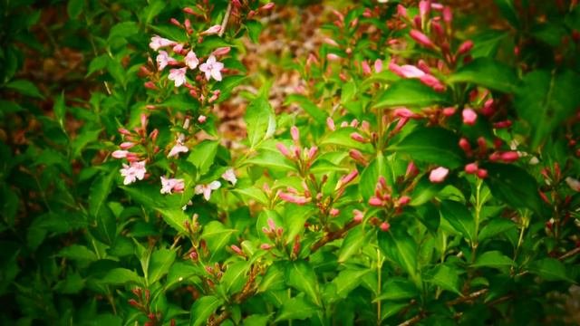 Вейгела.Weigela.
