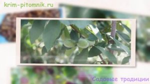 Советы по посадке саженцев зизифуса