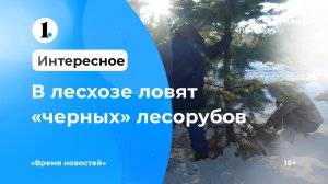 Лесхоз и правоохранители ловят «черных» лесорубов
