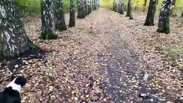 Амстафф на кровати/ Когда вязки и случка, ответы на вопросы смотреть онлайн