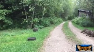 Приколы с котами! Смешные коты с ОЗВУЧКОЙ! СМЕШНЫЕ ЖИВОТНЫЕ 2022! Тест на психику – Доми шоу 1.mp4