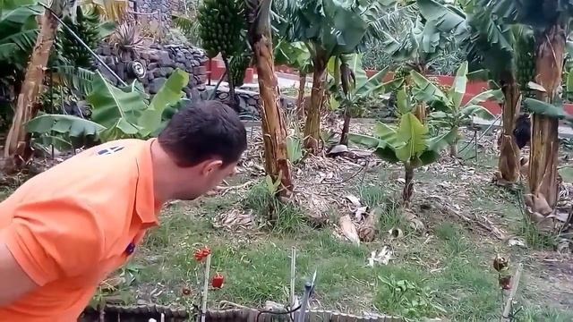 Ла Гомера Как размножаются пальмы.01 июля 2017 г. смотреть онлайн