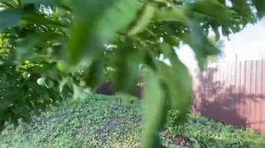 Шарафуга. 16 июля 2022 года. Самарская область