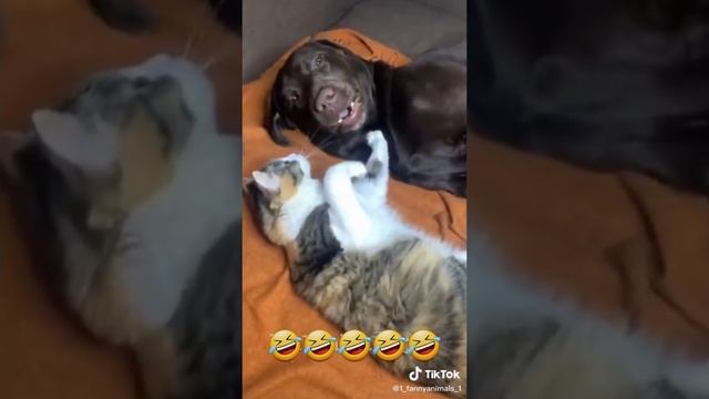 Домашние животные. ржачные приколы посмотрите. смех до слез. 5 часть