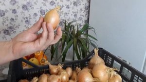 ?Самые лучшие сорта лука на 2022 год! ❤️Сочный лук хранится до весны! Обзор сорта