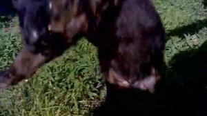 Щенки немецкой овчарки длинношерстной, мальчики черный и чепрачный, 12 дней