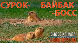 Сурок-Байбак-Бос.