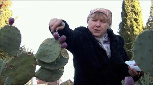 В Крыму собирают урожай кактуса