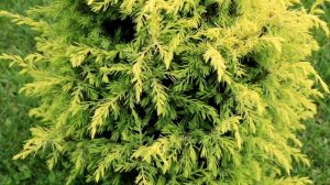 В ОДНОМ САДУ. ОДИНАКОВЫЙ УХОД. И ОНИ ТАКИЕ РАЗНЫЕ...ПОЧЕМУ МОЖЖЕВЕЛЬНИКИ "ГОЛД КОН" ТАКИЕ РАЗНЫЕ?