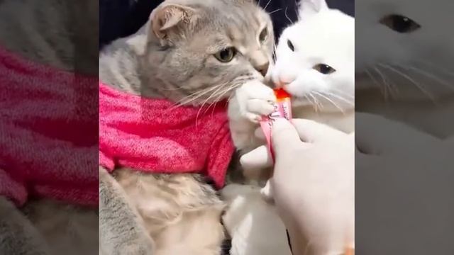 Кот ревнует муру. Котик завидует.