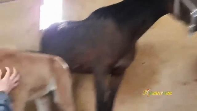 Маленький жеребенок. Домашние питомцы