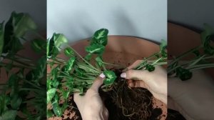 Размножение Сингониума Пикси, делением большого голландского куста