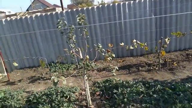 Шпалера для винограда смотреть онлайн